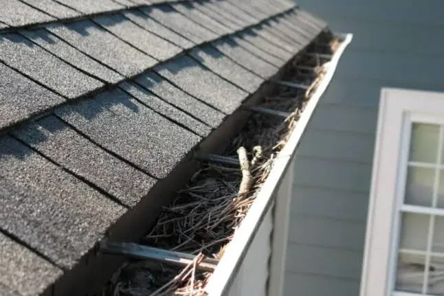 Gutter full of pine needles and twigs beside a shingle roof